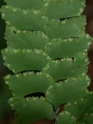 Adiantum diaphanum. Abaxial surface of fertile frond with oblong lamina segments attached in one corner.
 Image: L.R. Perrie © Leon Perrie CC BY-NC 3.0 NZ